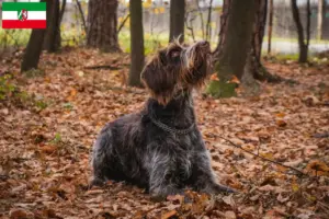 Read more about the article Český fousek crescători și căței în Renania de Nord-Westfalia