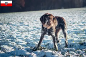 Read more about the article Český fousek crescători și căței în Thuringia