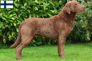 Read more about the article Crescători de Chesapeake Bay Retriever și căței în Finlanda