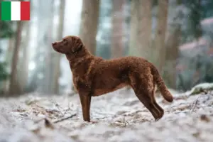 Read more about the article Crescători și căței Chesapeake Bay Retriever în Italia