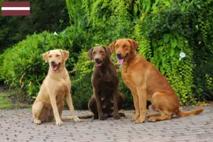 Read more about the article Crescători și căței Chesapeake Bay Retriever în Letonia