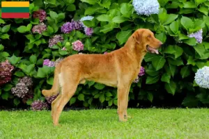 Read more about the article Crescători și căței Chesapeake Bay Retriever în Lituania