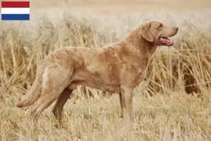 Read more about the article Crescători și căței Chesapeake Bay Retriever în Țările de Jos
