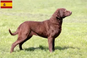 Read more about the article Crescători și căței Chesapeake Bay Retriever în Spania