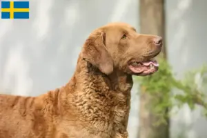 Read more about the article Crescători și căței Chesapeake Bay Retriever în Suedia