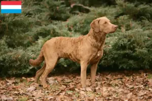 Read more about the article Crescători de Chesapeake Bay Retriever și căței în Luxembourg
