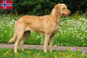 Read more about the article Crescători de Chesapeake Bay Retriever și căței în Norvegia