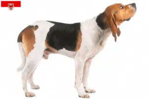 Read more about the article Crescători și căței Chien d’Artois în Brandenburg