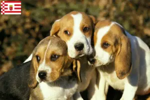 Read more about the article Crescători și căței Chien d’Artois în Bremen