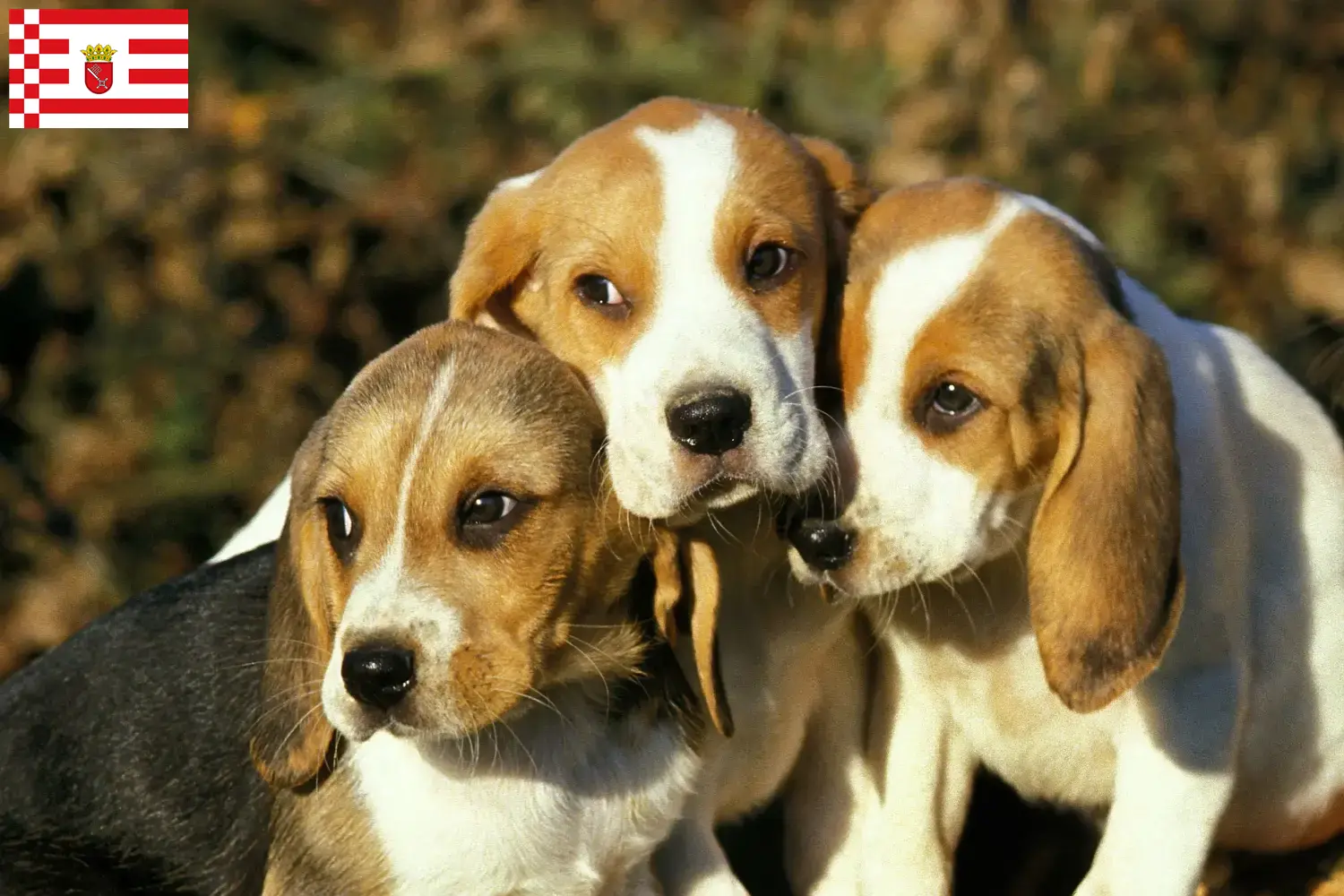 Chien d'Artois căței și crescători Bremen Găsiți aici crescători de Chien d'Artois în Bremen.
