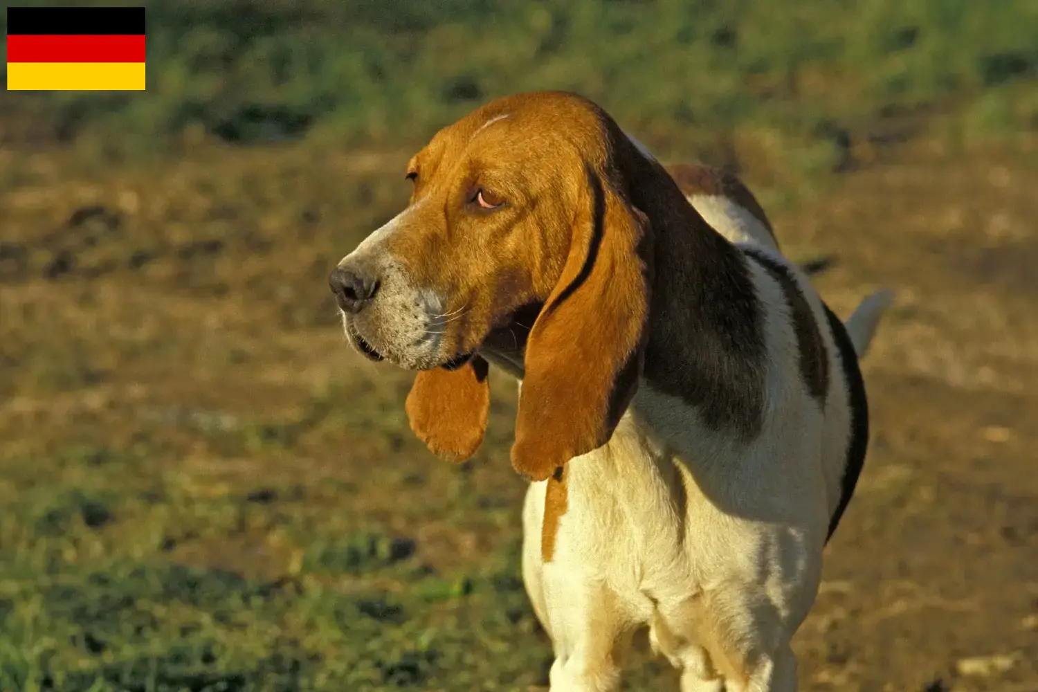 Read more about the article Crescători și căței Chien d’Artois în Germania