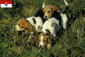 Read more about the article Crescători și căței Chien d’Artois în Hessen