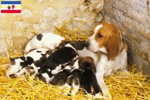 Read more about the article Crescători și căței Chien d’Artois în Mecklenburg-Vorpommern