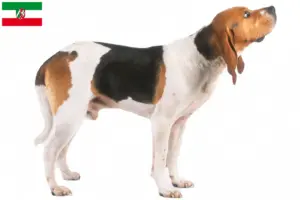 Read more about the article Crescători și căței Chien d’Artois în Renania de Nord-Westfalia
