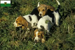 Read more about the article Crescători și căței Chien d’Artois în Saxonia