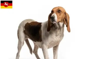 Read more about the article Crescători și căței Chien d’Artois în Saxonia Inferioară