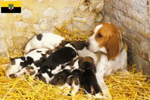 Read more about the article Crescători și căței Chien d’Artois în Saxony-Anhalt