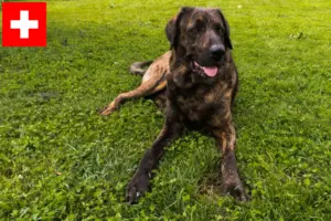 Read more about the article Crescători și căței Chien de Castro Laboreiro în Elveția