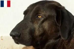 Read more about the article Crescători și căței Chien de Castro Laboreiro în Franța