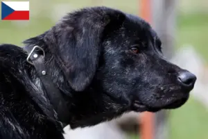 Read more about the article Chien de Castro Laboreiro crescători și căței în Republica Cehă