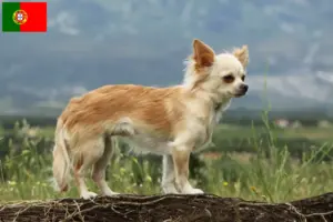 Read more about the article Crescători de Chihuahua și căței în Portugalia