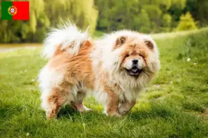 Read more about the article Chow-Chow crescători și căței în Portugalia