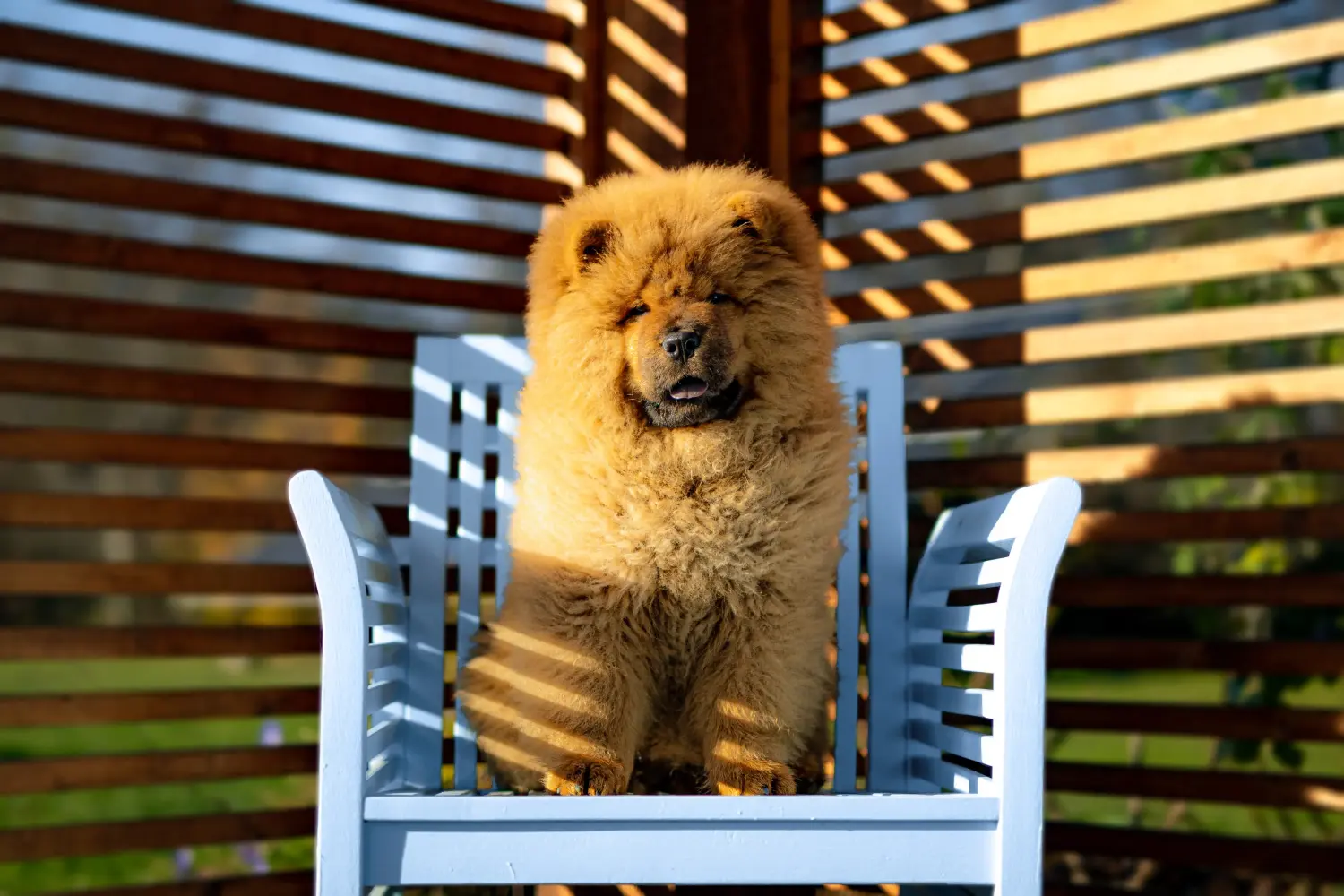 Cumpărarea unui cățel Chow Chow înseamnă asumarea responsabilității! Cumpărați cățeluși Chow Chow.