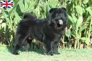 Read more about the article Chow Chow crescători și căței în Marea Britanie