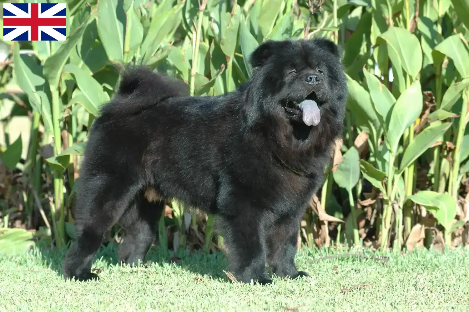 Chow-Chow căței și crescători Marea Britanie Aici puteți găsi crescători de Chow-Chows din Marea Britanie.