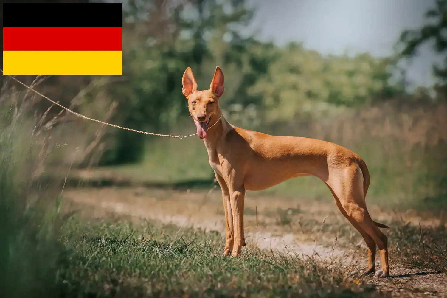 Read more about the article Cirneco dell’ Etna crescători și căței în Germania