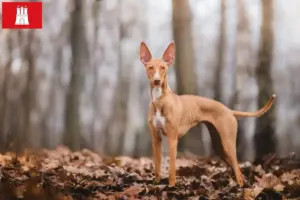 Read more about the article Cirneco dell’ Etna crescători și căței în Hamburg