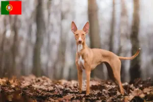 Read more about the article Cirneco dell’ Etna crescători și căței în Portugalia