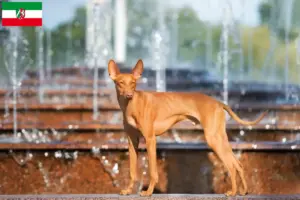 Read more about the article Cirneco dell’ Etna crescători și căței în Renania de Nord-Westfalia