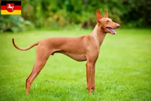 Read more about the article Cirneco dell’ Etna crescători și căței în Saxonia Inferioară