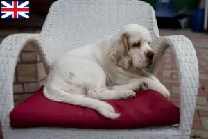 Read more about the article Clumber Spaniel crescători și căței în Marea Britanie