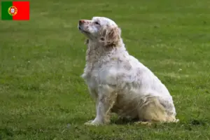 Read more about the article Clumber Spaniel crescători și căței în Portugalia