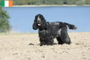 Read more about the article English Cocker Spaniel crescători și căței în Irlanda