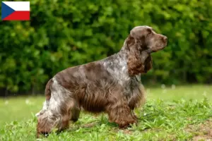 Read more about the article English Cocker Spaniel crescători și căței în Republica Cehă