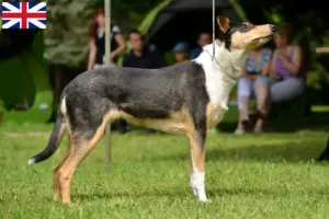 Read more about the article Crescători de Collie și căței în Marea Britanie