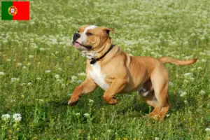 Read more about the article Crescători de Bulldog Continental și căței în Portugalia