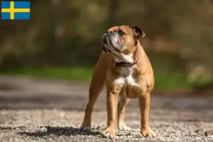 Read more about the article Crescători de Bulldog Continental și căței în Suedia