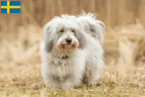 Read more about the article Coton de Tuléar crescători și căței în Suedia