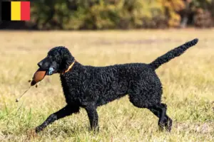 Read more about the article Curly Coated Retriever crescători și căței în Belgia