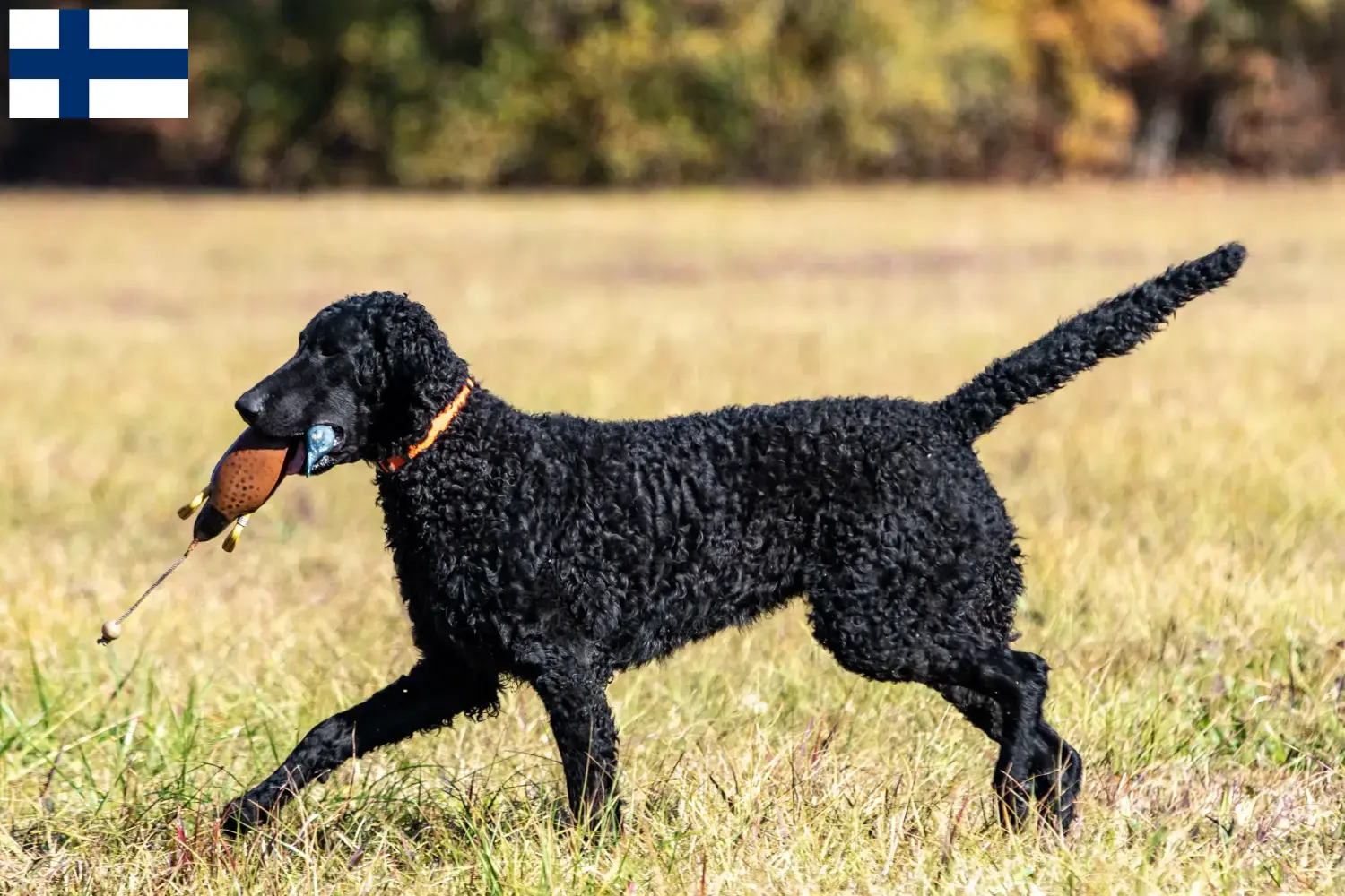 Read more about the article Curly Coated Retriever crescători și căței în Finlanda
