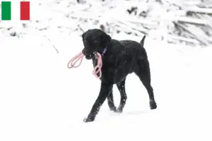 Read more about the article Curly Coated Retriever crescători și căței în Italia