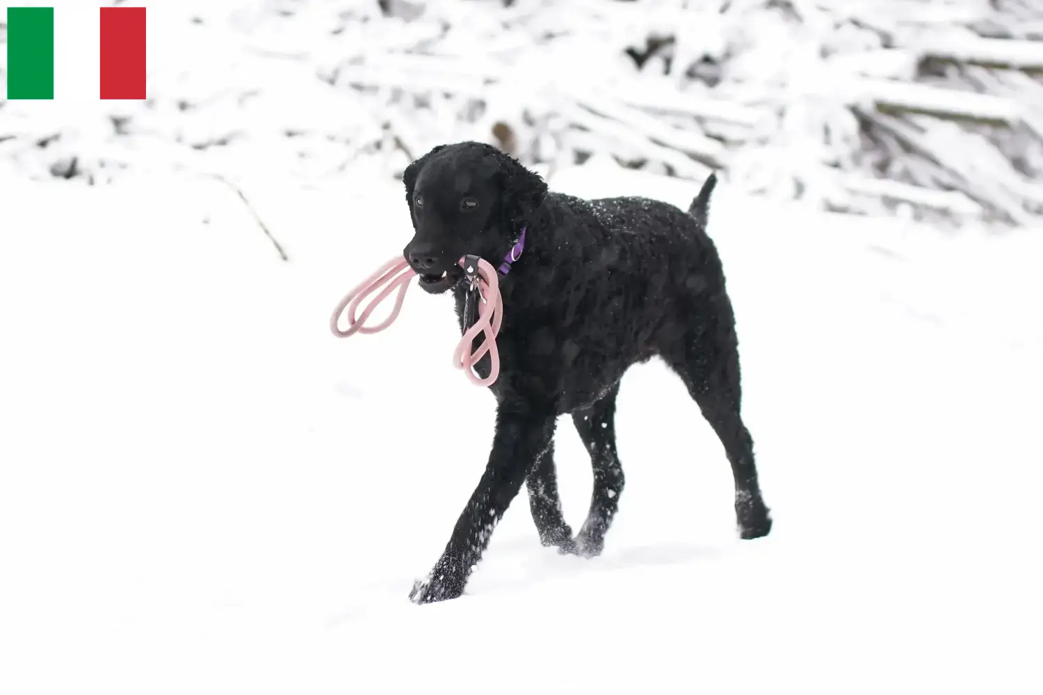 Read more about the article Curly Coated Retriever crescători și căței în Italia