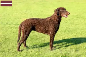 Read more about the article Curly Coated Retriever crescători și căței în Letonia