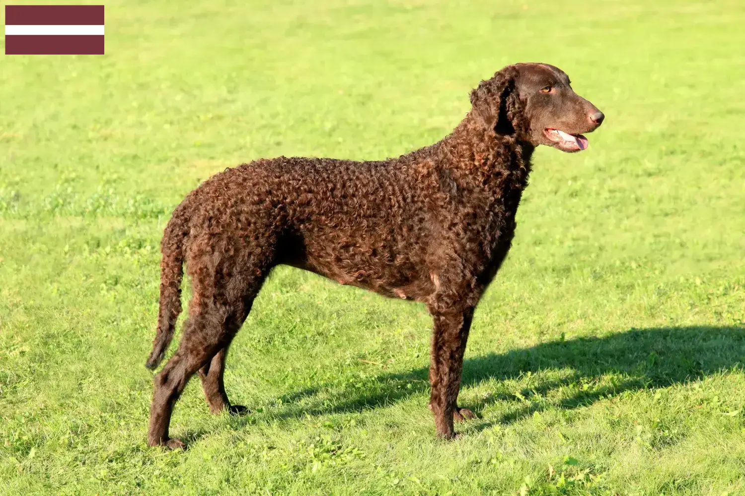 Read more about the article Curly Coated Retriever crescători și căței în Letonia