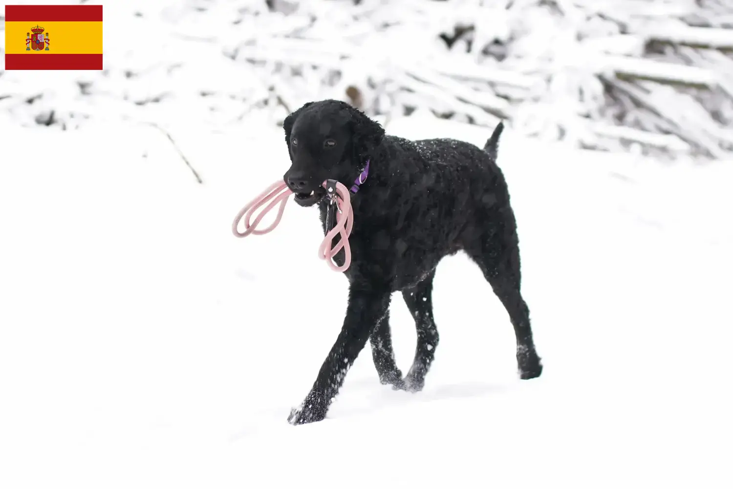 Curly Coated Retriever căței și crescători Spania Aici puteți găsi crescători de Curly Coated Retriever în Spania.