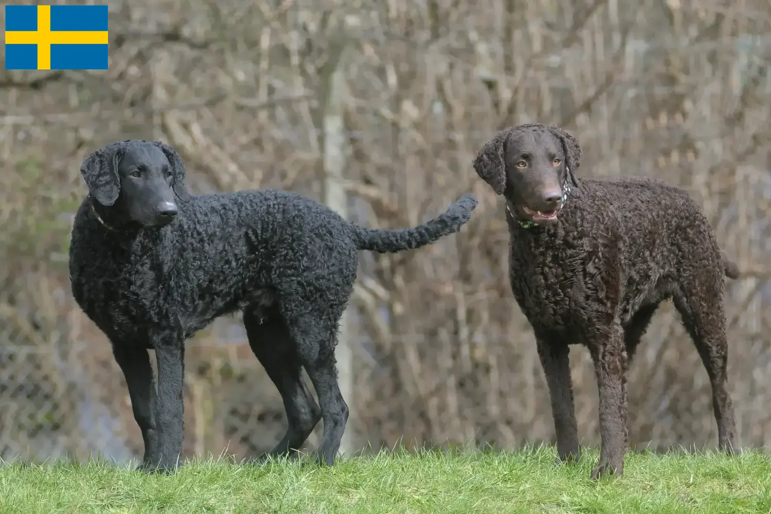 Curly Coated Retriever căței și crescători Suedia Găsiți crescători de Curly Coated Retriever în Suedia.